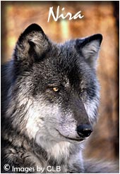 Nira, male wolf